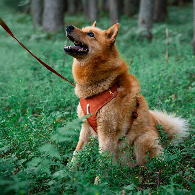 Y-valjaat koiralle Woolly Wolf Roam, Terracotta Ripple